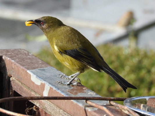 bellbird