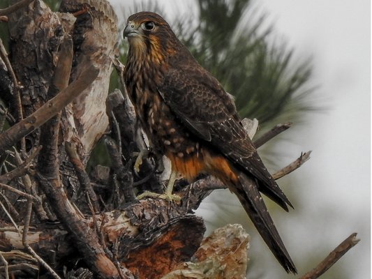 falcon