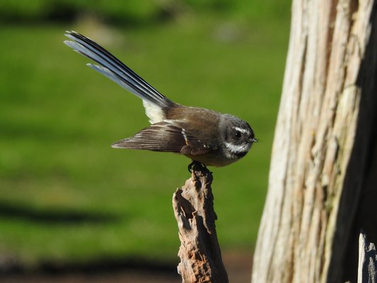fantail