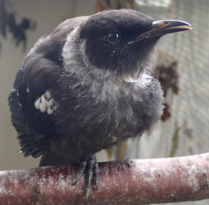 injured tui