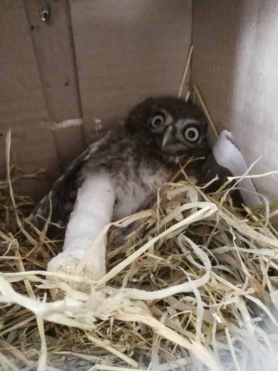 injured morepork