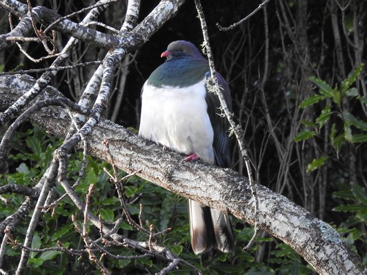 kereru