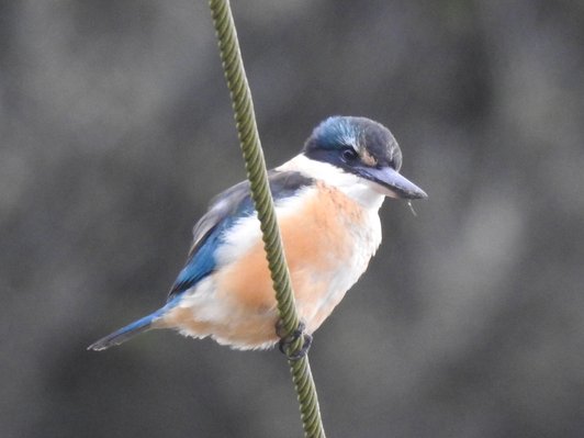 kingfisher