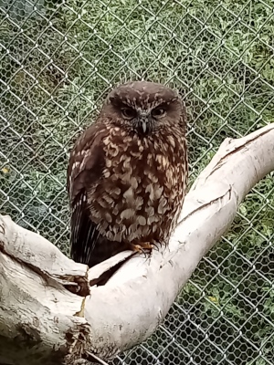 morepork