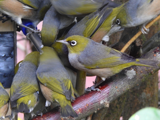 waxeye